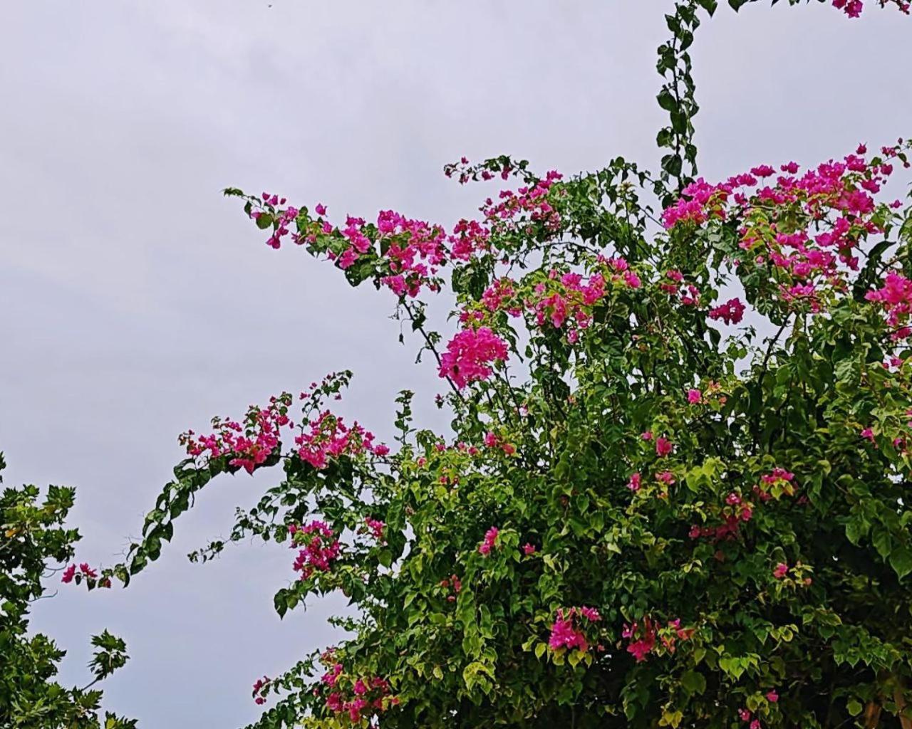 Bougan Villea Retreat Bodufolhudhoo 외부 사진